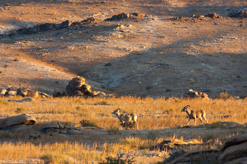 Argali